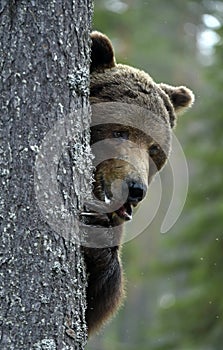 The bear is hiding behind a tree. Portrait close-up. Big Adult Male of Brown bear in the summer forest.