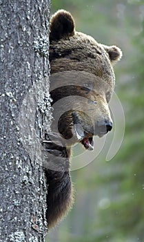 The bear is hiding behind a tree. Portrait close-up. Big Adult Male of Brown bear in the summer forest.  Scientific name: Ursus