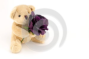 Bear hold a purple rose for an anniversary or Valentines