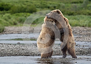 Bear hug at McNeil River