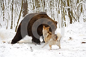 Un oso caza 