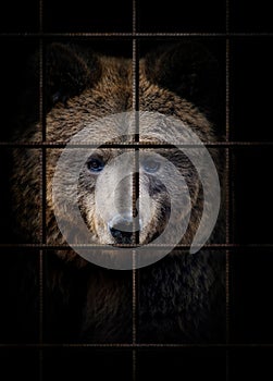 Bear in iron cage. Animal rights concept