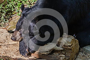 Bear at Kouangxi Water Fall. Luang Prabang, Laos