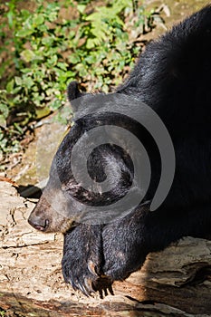 Bear at Kouangxi Water Fall. Luang Prabang, Laos