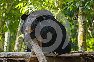 Bear at Kouangxi Water Fall. Luang Prabang, Laos