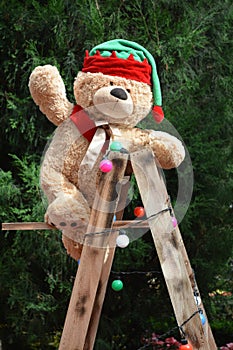 Bear on a ladder