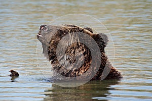 Bear in the lake
