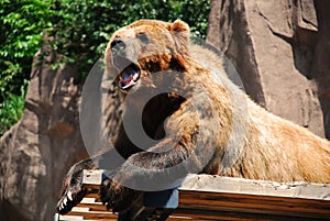 Bear on a ledge