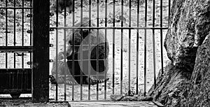 Bear locked zoo