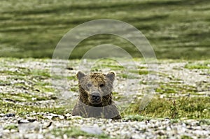 Bear look in Katmai