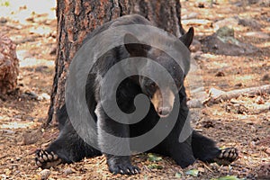 Bear looks at photographer