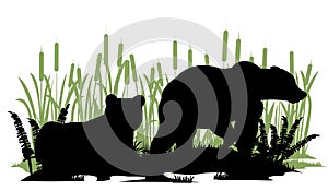 Bear male and female. Wild animals. Silhouette figures. Glade in swamp. Grass and reeds. Isolated on white background