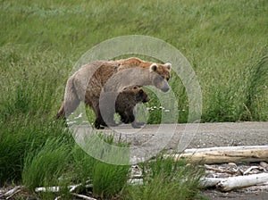 Bear Mama and Cub