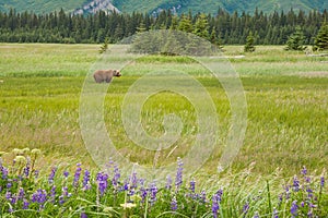 Bear In Meadow