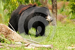 Bear (Melursus ursinus)