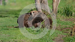 Bear mother feeding breast milk cubs