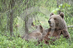 Bear mother nursing her cubs in a dense forest in Suomussalmi, Finland photo