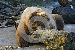 Bear Nap photo