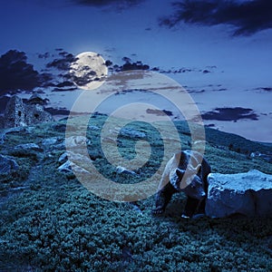 Bear near the castle on the hillside at night