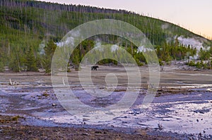 Bear in Norris Geyser Basin at Sunset