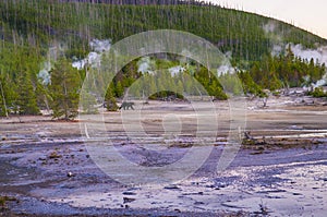 Bear in Norris Geyser Basin at Sunset