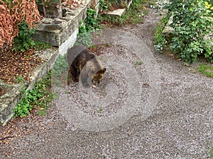 Bear in a old park