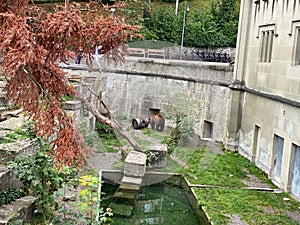 Bear in a old park