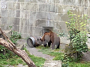 Bear in a old park