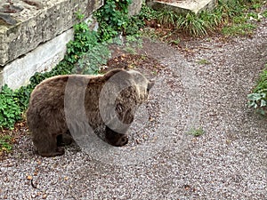 Bear in a old park