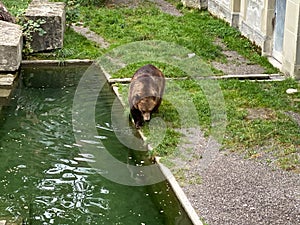 Bear in a old park