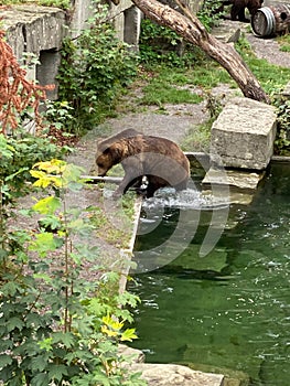 Bear in a old park