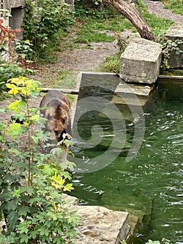 Bear in a old park