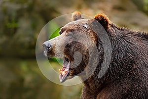 Bear with open muzzle. Portrait of brown bear. Detail face portrait of danger animal. Beautiful big brown bear nature habitat. Dan