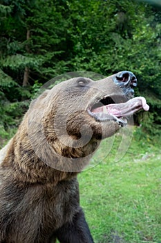 Bear opened its mouth, and warn the person about the attack photo