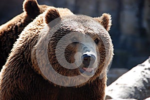 Bear photo