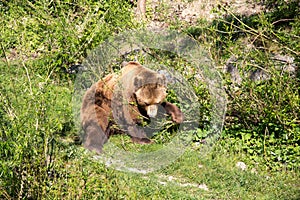 Bear Park in Bern, Switzerland