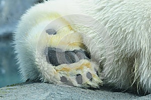 Bear paw