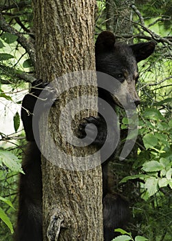 Bear peeking out from behind a tree
