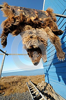 Bear pelt hanging in Inuit community, Alaska, US photo