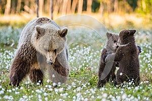 She-bear and playfull bear cubs. Bear Cubs stands on its hind legs.