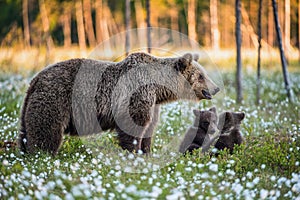 She-bear and playfull bear cubs. White flowers on the bog in the summer forest.