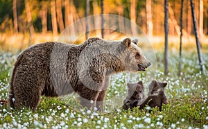 She-bear and playfull bear cubs. White flowers on the bog in the summer forest.