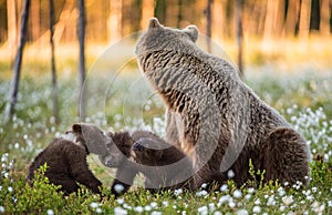 She-bear and playfull bear cubs. White flowers on the bog in the summer forest.