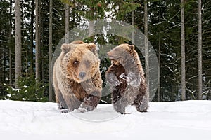 Bear playing in the winter forest