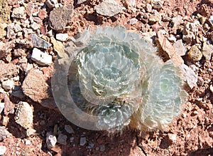 Bear Poppy (Arctomecon californica) growing in desert soil near Lake Mead, Nevada. photo