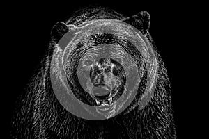 Bear portrait