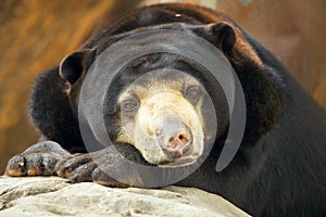 Bear portrait