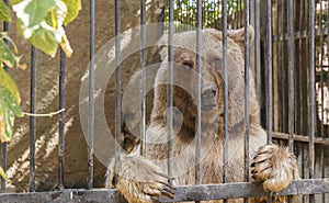 Bear posing behind bars in a zoo