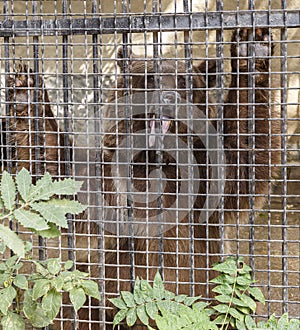Bear posing behind bars in a zoo
