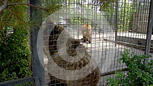 Bear predator standing powerful looking portrait predatory claw. Greeting strong cute, clumsy forest zoo